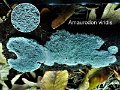 Amaurodon viridis-amf1809